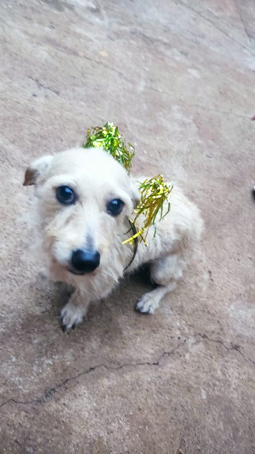 Stellar, uma cachorrinha branca de pelo bagunçado, sentada no chão com enfeites dourados na cabeça